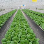 Vegetable Application Multi-functional Greenhouse Film